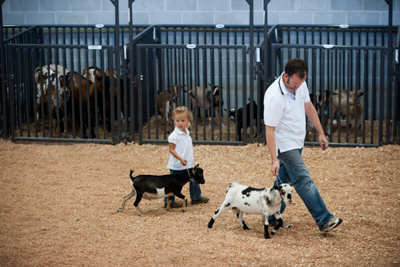 Sheep, Hog, & Goat Panels - Image 4