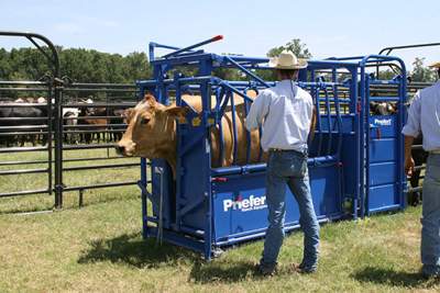 Artificial Insemination/Palpation Cage - Image 0