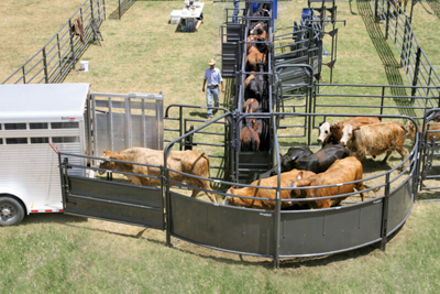 Sweep w/30' Adj. Alley, Sorting Alley, Preg Panels, Blocking Gates & 8' Sorting Gate - Image 2