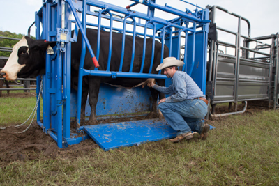 Sheeted Preg Panel w/Sorting Gate - Image 3