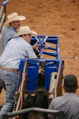 Manual Calf Roping Chute - Image 7
