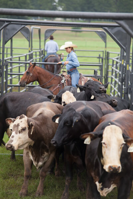 9' Tall Rough Stock Bow Gates - Image 0