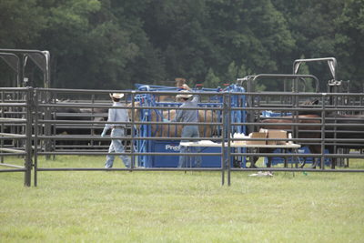 Rough Stock Arena Panels - Image 3