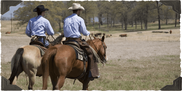 Working Cattle