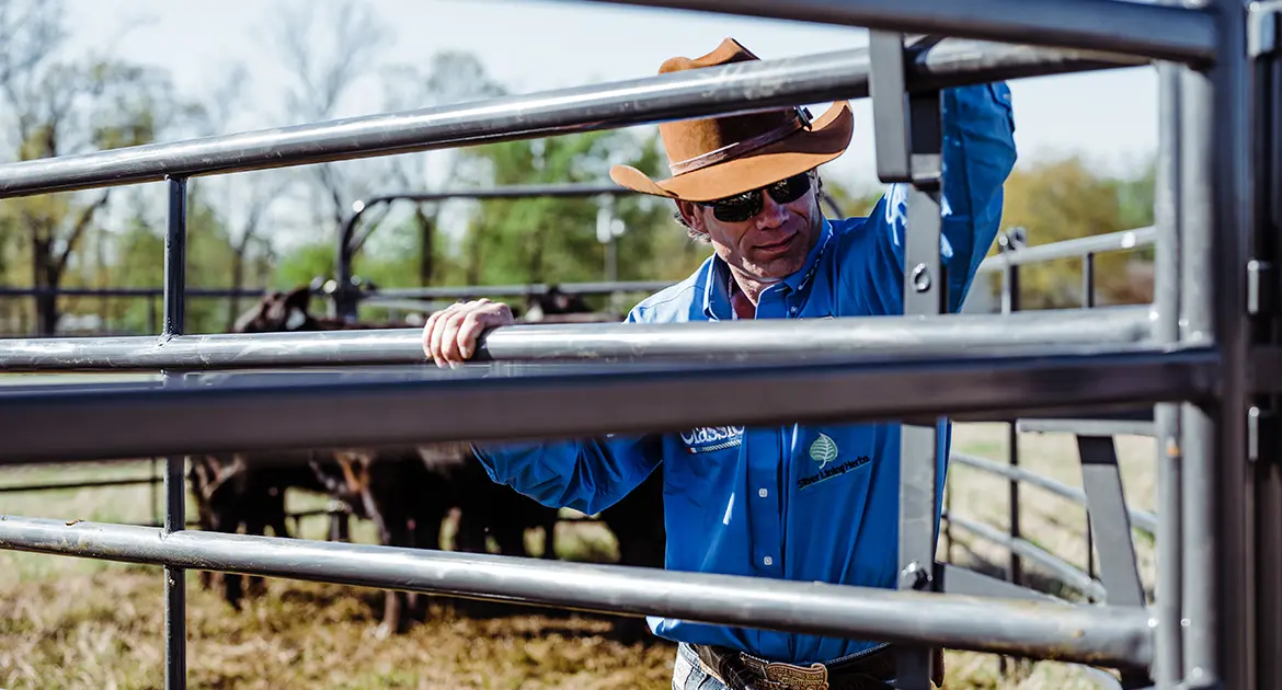 Priefert cattle equipment on the ranch