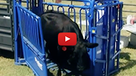 Priefert Squeeze Chute Commercial