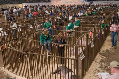 Sheep, Hog, & Goat Bow Gates - Image 1