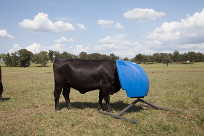 Weather Vane Feeder - Image 0