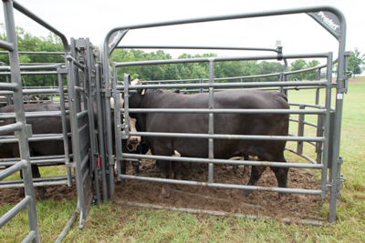 Rough Stock 8' Open Bow Gate - Image 4