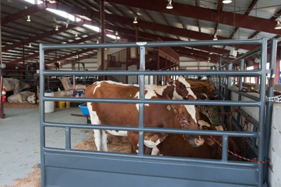 Tie Stall Panels - Image 0