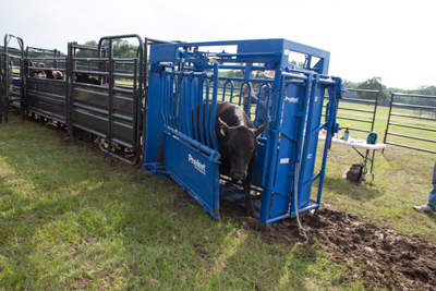 Sheeted Preg Panel w/Sorting Gate - Image 4