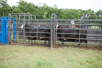 Rough Stock Open Preg Panel w/Sorting Gate - Image 0
