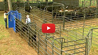 Priefert Medium Cattle Working Systems