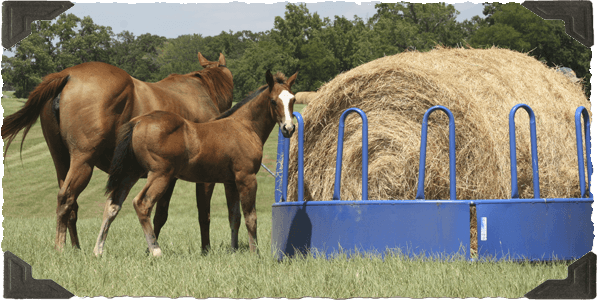 Quarter Horses