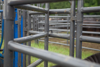 Rough Stock Open Preg Panel w/Sorting Gate - Image 3