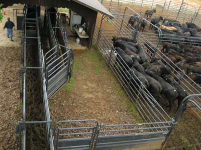 20' Sheeted Adjustable Alley w/Alley Gate & Preg Panels - Image 3