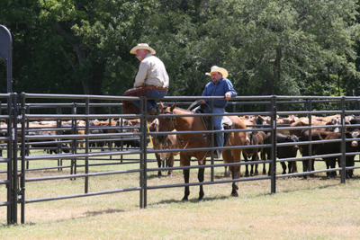 Rough Stock Arena Panels - Image 1