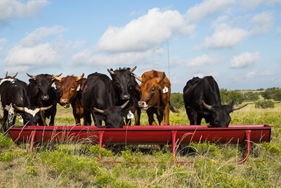 10' Bunk Feeder w/Powder Coated Metal Liner - Image 4