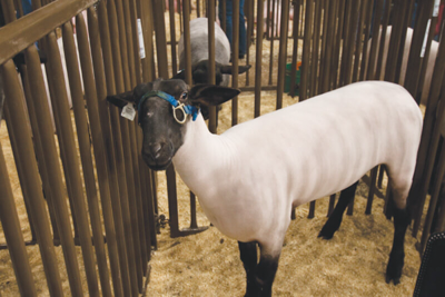 Sheep, Hog, & Goat Panels - Image 2