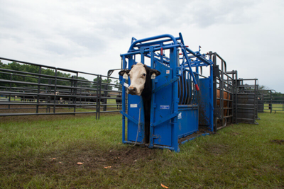 Squeeze Chutes - Model S04 - Image 5