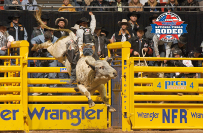 Add-on Bucking Chute - Image 1