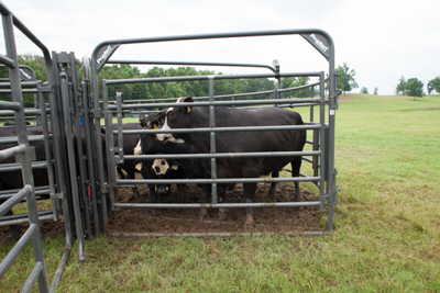 Rough Stock 8' Open Bow Gate - Image 3