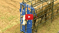 Priefert Small Cattle Working Systems