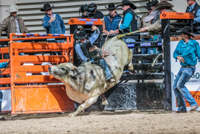 Bucking Chute - Image 4