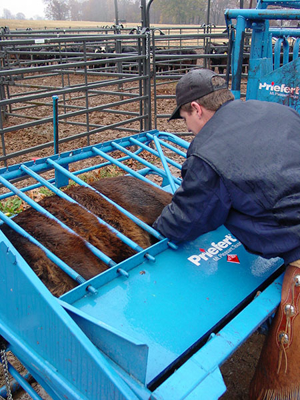 Calf Table - Image 4