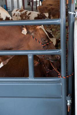 Tie Stall Panels - Image 1