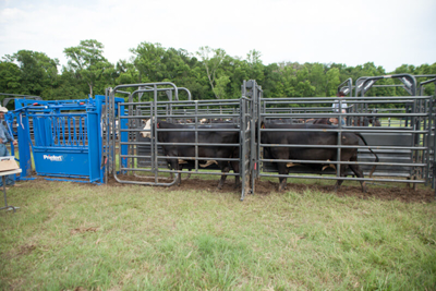 Rough Stock Open Preg Panel w/Sorting Gate - Image 1