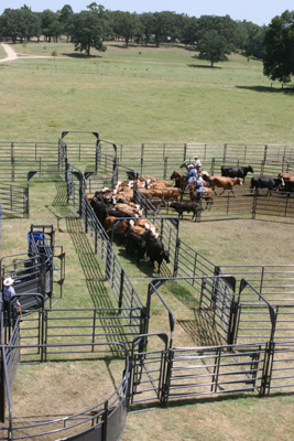 Rough Stock Open Corral - 250 Head w/Calf Table - Image 2