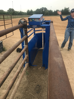 Automatic Calf Roping Chute - Image 2