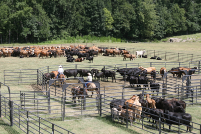 Rough Stock Open Corral - 250 Head w/Calf Table - Image 0