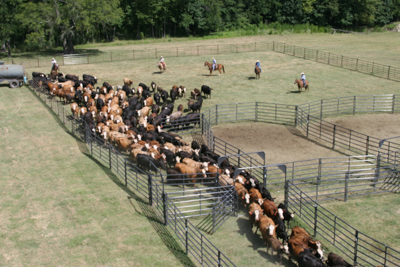 Rough Stock Open Corral - 250 Head w/Calf Table - Image 1