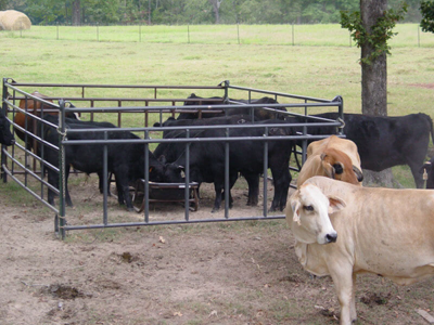 12' Premier Calf Pass Panel - Image 1