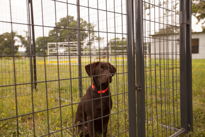 6' Tall Premier Kennel Kits - Image 2
