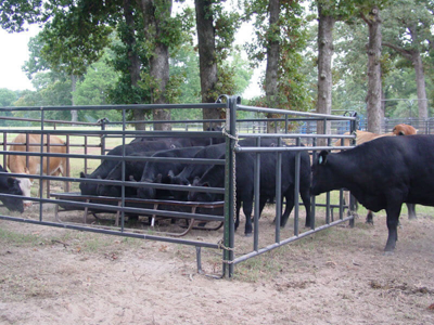 12' Premier Calf Pass Panel - Image 0