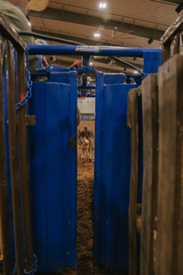 Manual Calf Roping Chute - Image 5