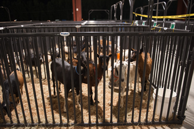 Sheep, Hog, & Goat Panels - Image 3