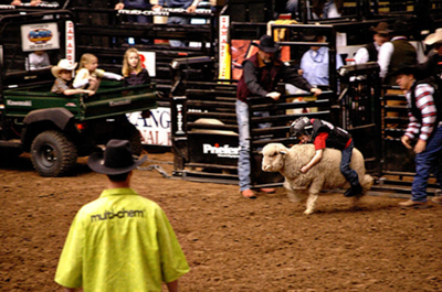 Mutton Bustin Chute - Image 1