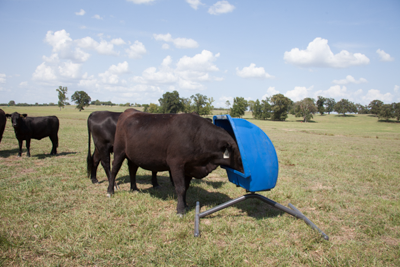 Weather Vane Feeder - Image 2