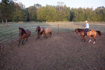 Utility Round Pens - Image 8