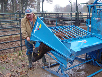 Calf Table - Image 3